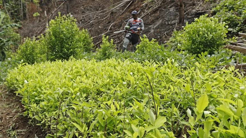 Cultivo de ocra